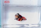 Betta Nemo Multi Male Live Fish High Quality 23