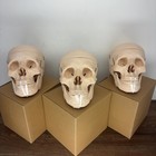 Lot Of 3 Life-size Anatomical Human Skull Models - Thick Resin  Articulating Jaw