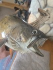 Brook Trout Taxidermy 22 5   On Driftwood Wall Mount
