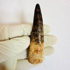 Exceptional Spinosaurus Tooth 9 Cm     Massive Dinosaur Fossil Specimen
