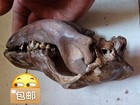 Exquisite Skull Fossils From The Ice Age - Fossil Specimens