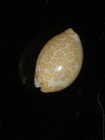 578 Cypraea Mariae 14 2mm Top Grading Important Natural Seashell Rare Beauty