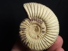 Ammonite Sivajiceras Fossil From Madagascar 2 75   4 2 Oz  
