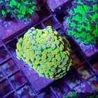 Gold Hammer Euphyllia Coral Frag Lps Live Ultra Reef Tank Not Wysiwyg