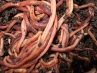 Red Wiggler - Live Earthworms - Trout  Fish Bait   Reptile Food Diet  Composting