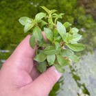 Ludwigia Repens   Aquarium Plants Factory  