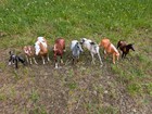 Vintage Breyer Horses  Assorted Lot Of 8