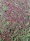 Live Azolla   mosquito Fern  Organic Aquarium pond Floating Plant