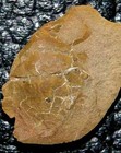 Spectacular Fossil Pennsylvanian Arthropod  positive And Negative 