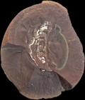 Mazon Creek Fossil Chiton    Rare    Famous Illinois Locality   