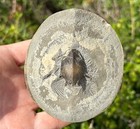 Oregon Fossil Crab Keasey Formation Macroacaena Schencki Crustacean Raninidae