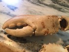 Old Real Genuine Large 15    Atlantic Ocean Lobster Claw Pair