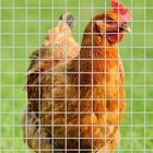 2 Sheet Chicken Wire Fence Wire Mesh Roll Hardware Cloth Small Galvanized Welded