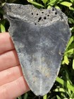 Natural Megalodon Tooth 3 54    Fossil Shark Teeth