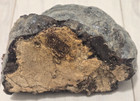 Hoof Horseshoe Fungus Specimen Conk 