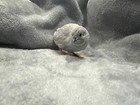 16 Button Quail Rarest Colors Hatching Eggs 