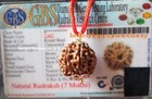 7 Mukhi Rudraksha seven Face Rudraksh Nepal Bead Silver Pendant - Lab Certified