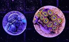 Wysiwyg Fruit Loop Zoa Live Coral Frag Zoanthid Polyps Free Shipping
