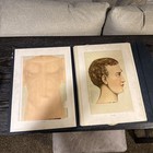 Embalmer s Anatomical Aid  Late 19th Century