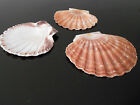 6 Large Irish Flat Scallops Shells Seashells 4   Crafts Beach Cottage Decor