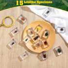 15 Insect Specimens Real Specimens Of Various Butterflies And Beetles Education