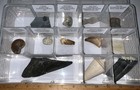 Labeled Real 12 Fossil Lot Case Megalodon  Spinosaur Dinosaur Tooth  Trilobite