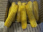 10lb  approx 24 Ears  Of Ear Corn  Birds-squirrels-other Wildlife  Free Shipping