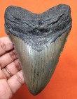 Megalodon Shark Tooth - Real Fossil - Shark Teeth 4 23    - No Restorations