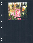 2 3 Off  10 50 Scott Value  - 2019 Montserrat Orchids S s Flowers Mnh Nh Umm
