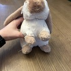 Ganz Webkinz Holland Lop Bunny Plush Toy Hm632 No Code 2011 Release