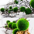 10pcs Green Marimo Moss Ball Cladophora Live Aquarium Water Plant Decorate Us