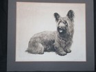 Skye Silky Yorkshire Terrier Original Etching Eberhardt Signed 14x16 Dog Germany