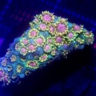 Yellow Green   Pink Goniopora Frag Wysiwyg - Indigo Corals - Ic 3780 - Goni