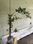 Peggy Martin Climbing Rose Live Plant 2   3 Ft 1 Gallon Hardy Fast Growing