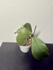 Hoya Kerri Splash Variegated  Fully Established Plant