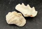 Ruffle Clam Seashell Half Tridacna Squamosa  1 Shell Approx  4  Inches 