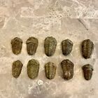 Flexicalymene Moroccan Trilobites One  1  - Morocco 400 Mill Yrs 