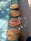 5   Indian Catappa Ketapang Almond Leaves Tannins For Bettas  Discus  Aquarium