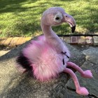 Aurora Pink   Black Shimmer Flamingo Bird Stuffed Animal Plush Soft Toy 16   