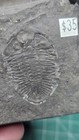 Lot Of Trilobites  From The Dr Bruce Stinchcomb Collection 