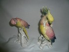 Stunning Karl Ens Pink Blue Yellow Budgerigar   Cockatoo Brilliant Colors