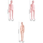 Vevor Male female Manikin Model Anatomical Nursing Training Patient Care Teach