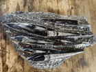 Orthoceras Polished Fossil Plate Approx 17 In X 10 In And 10 Lbs 7 Oz