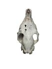 Real Horse Skull Steer Bull Weathered Natural Carving Western Rustic Man Cave