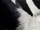 Black And White Genuine Cowhide Rug - Size 6x7-8    - Top Quality