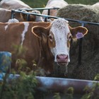 Cattle Ear Tags 001-100 Number Plastic Livestock Animal Tag For Cows Ear Tag    