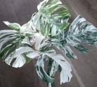 Variegated Monstera Albo - Extra White High Variegation Cuttings   Rooted Plants