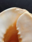 Vintage Pink Large Conch Shell Lamp Seashell Beach Decor Shabby Chic Night Light