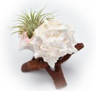 Air Plant In Pink Murex Shell Kit W  Stand Tillandsia Beach Decor Coastal 4 