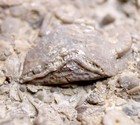 Lipsanocystis Devonian Rhombiferan Cystoid Plate Fossil Michigan Potter Farm Fm